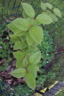 Acer tegmentosum - javor střechovitý - listy
